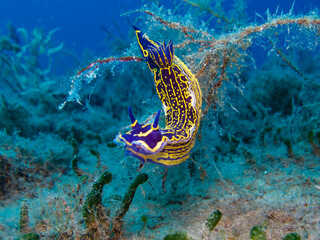 Regal Sea Goddess - Nudibranch Felimare picta 