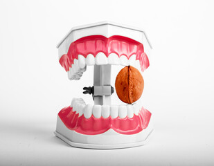 Walnut between jaws, healthy strong teeth