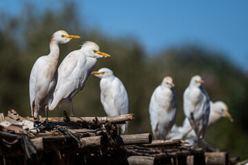 Cattle egret, bubulcus ibis, Morocco