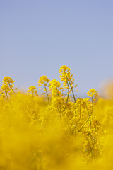 Obraz premium field of yellow flowers on a blue sky background. natural background, beautiful view of the yellow field of flowering rapeseed. agricultural crops and crop maturation. agricultural region cultivation