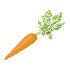 Carrot with leaves. Vector illustration isolated on white.