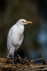 Cattle egret, bubulcus ibis, Morocco