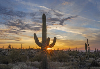 Saguaro Cactus At Sunset Time With Sun Rays