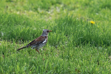 the song thrush stands on the grass, the bird is on the ground