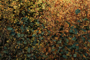 birch foliage in autumn with green and yellow leaves close up texture