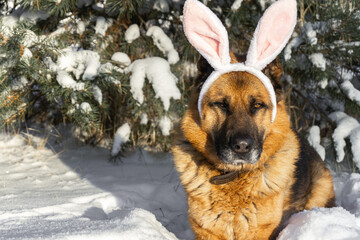 Funny German Shepherd dog with Christmas bunny ears on the background of a Christmas tree in the winter forest. Copyspace.