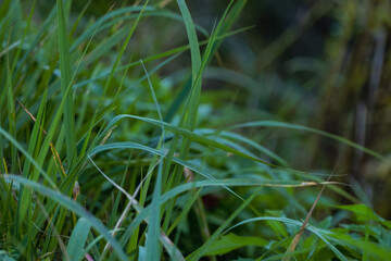 green grass in meadow close up