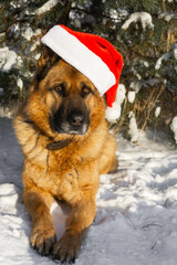 German shepherd dog dressed in a christmas hat