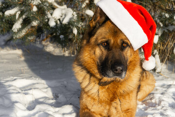 German shepherd dog dressed in a christmas hat. Copyspace.