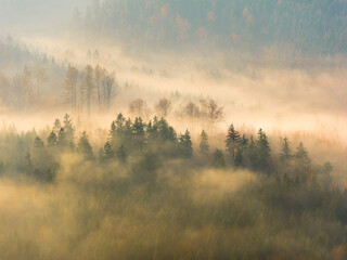 A group of trees in the morning fog.