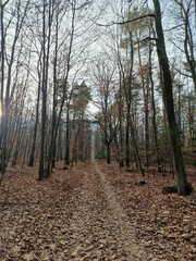 Lagiewnicki Forest in sunny and cold November morning, Lodz, Poland.