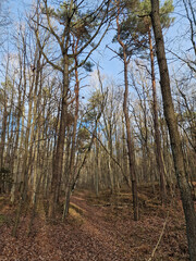 Lagiewnicki Forest in sunny and cold November morning, Lodz, Poland.