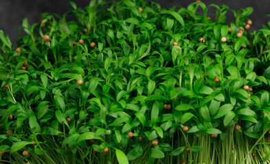 fresh greens for decorating dishes