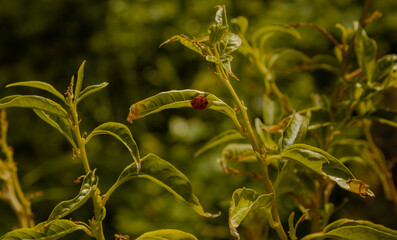 Ladybug on a green leaf. 