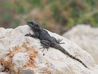 roughtail rock agama or hardun lizard on a rock (Stellagama stellio or Laudakia stellio stellion or Lacerta stellio)