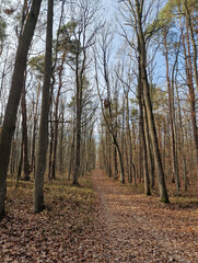 Lagiewnicki Forest in sunny and cold November morning, Lodz, Poland.