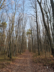 Obraz premium Lagiewnicki Forest in sunny and cold November morning, Lodz, Poland.