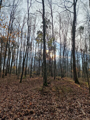 Lagiewnicki Forest in sunny and cold November morning, Lodz, Poland.