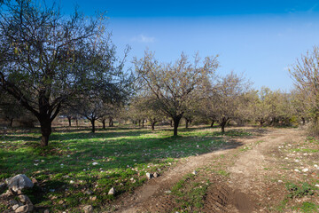 Almond trees garden in December.