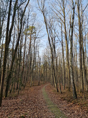 Lagiewnicki Forest in sunny and cold November morning, Lodz, Poland.