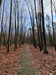 Lagiewnicki Forest in sunny and cold November morning, Lodz, Poland.