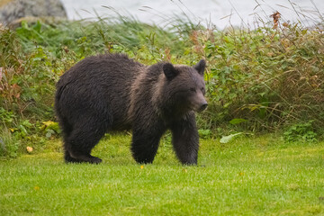 Young grizzly standing on the shore of the river in Alaska, in a garden
