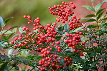 Heavenly bamboo ( Nandina domestica ) berries.
Berberidaceae evergreen shrub. Many white flowers bloom in early summer and bear reddish vermilion berries from late autumn to early winter.