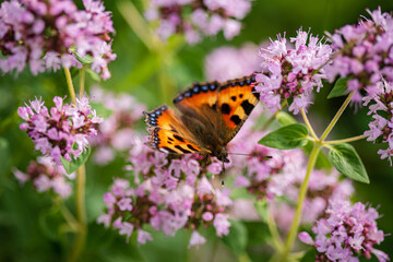 butterfly on the blooming flower