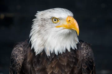 Foto op Canvas american bald eagle © Patrick