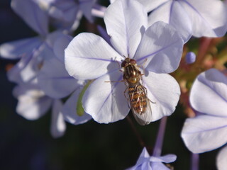 Female marmalade hover fly (Episyrphus balteatus) with closed wings sitting on a pale blue plumbago flower