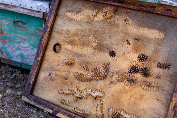 Honey production at the Rio Claro in Chile