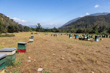 Honey production at the Rio Claro in Chile