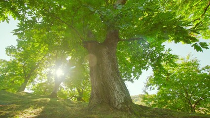 High old fruitful chestnut trees with wide trunks and broad crowns grow under bright sky and scorching sunlight in national park