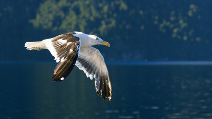 gaviota volando en las montañas3