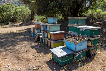 Honey production at the Rio Claro in Chile