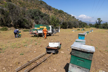 Fototapeta na wymiar Honey production at the Rio Claro in Chile