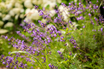 organic lavender in the garden