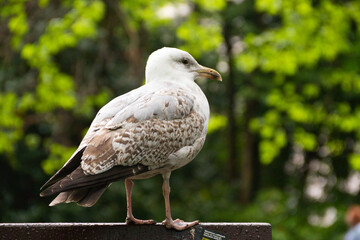 Seagull sitting on the top of a bench in a park
