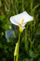 Zantedeschia aethiopica, commonly known as calla lily and arum lily