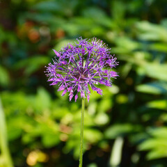 blooming purple allium after rain