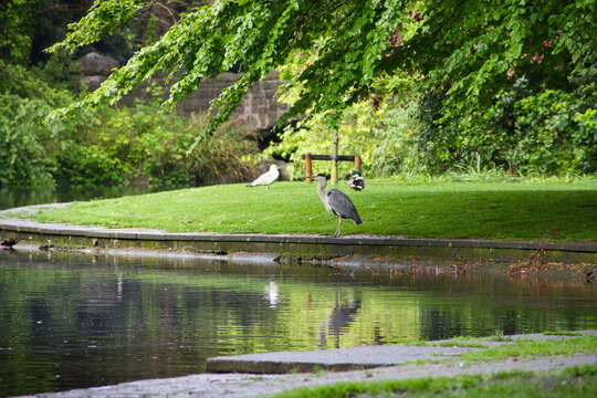 waterbirds sitting at a pond in St. Stephen's green park in Dublin, Ireland
