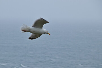 Seagull flying with spread wings on a cloudy day