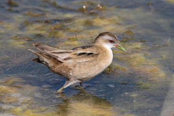 The little crake female (Zapornia parva).