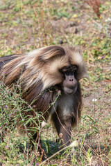 Portrait of a gelada (theropithecus gelada) monkey in a meadow