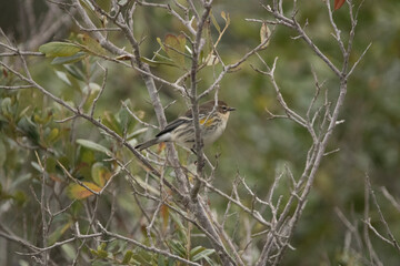 Bird on branch