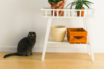 Gray cute cat with yellow eyes of Scottish Fold breed having fun at home