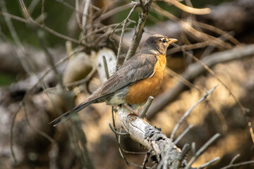 American Robin