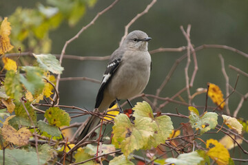 bird on a branch