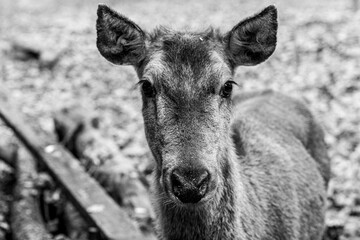 Deer female portrait close-up black and white photography