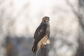 red tailed hawk
